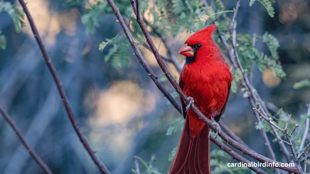 Are There Blue Cardinals? (Answered)