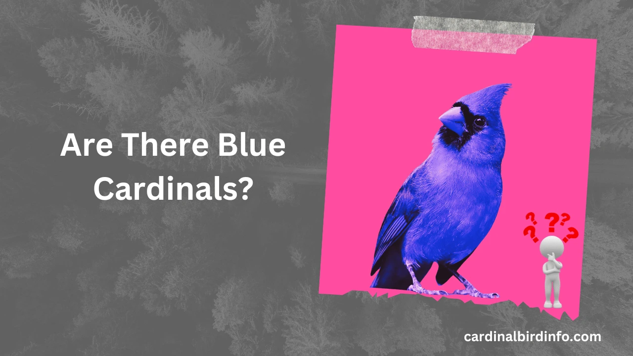 Are There Blue Cardinals