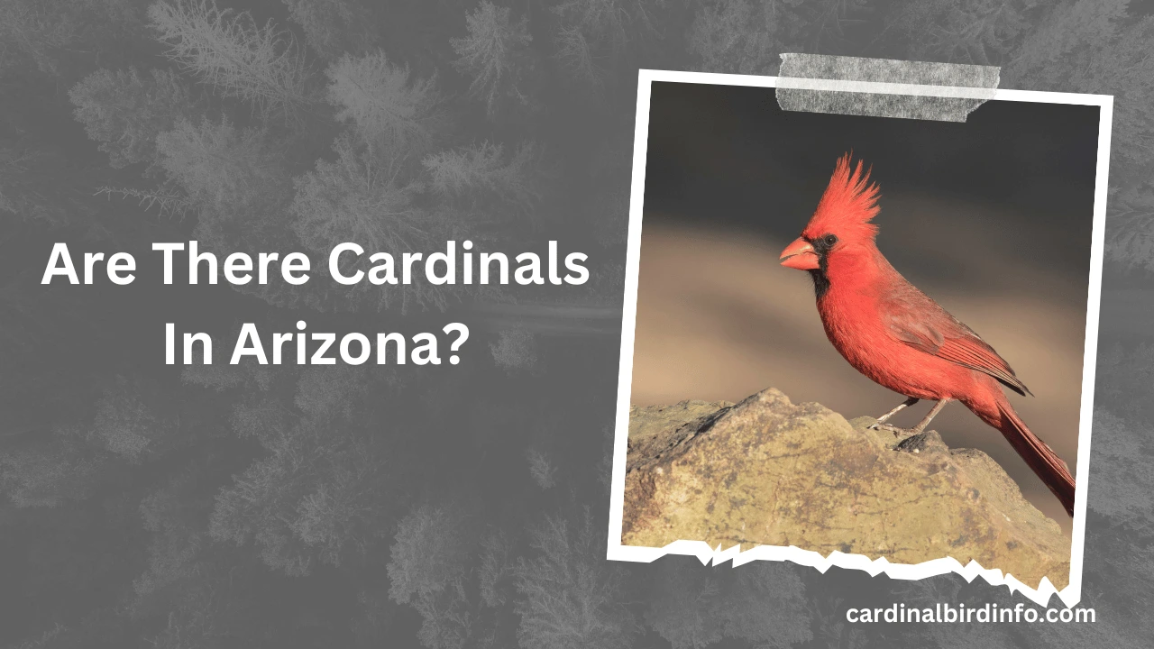 Are There Cardinals In Arizona