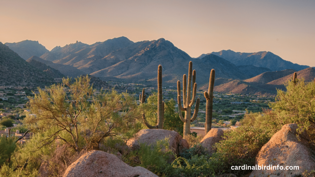 Are there cardinals in Arizona