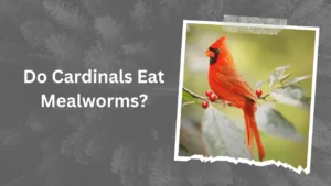 Do Cardinals Eat Mealworms