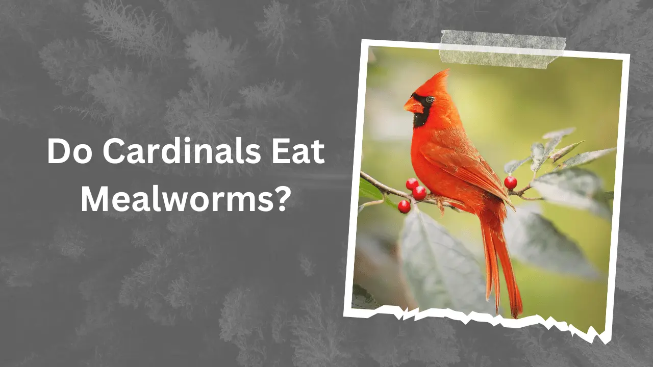 Do Cardinals Eat Mealworms