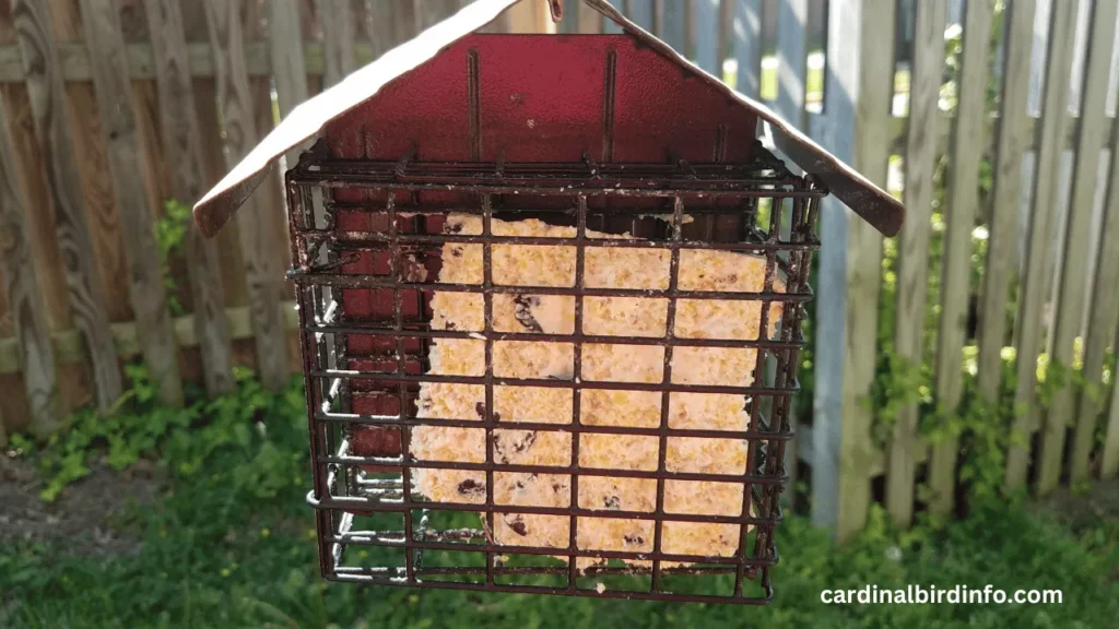 Do Cardinals Eat Suet