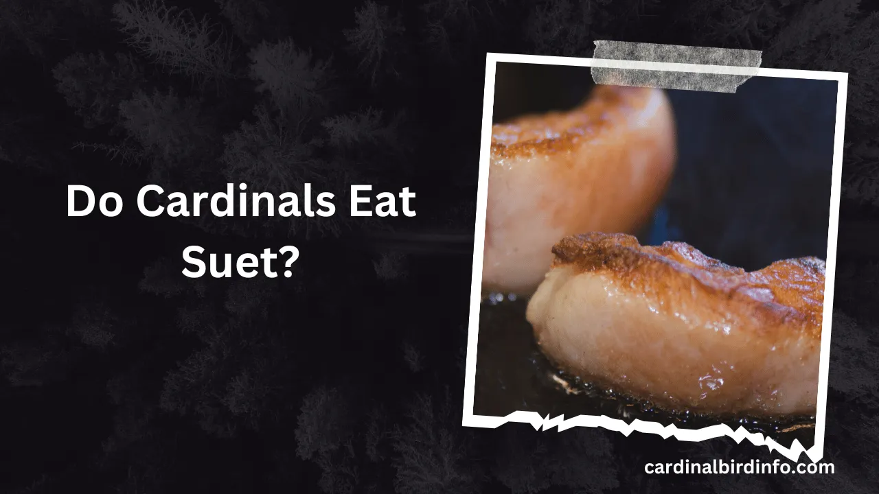 Do Cardinals Eat Suet