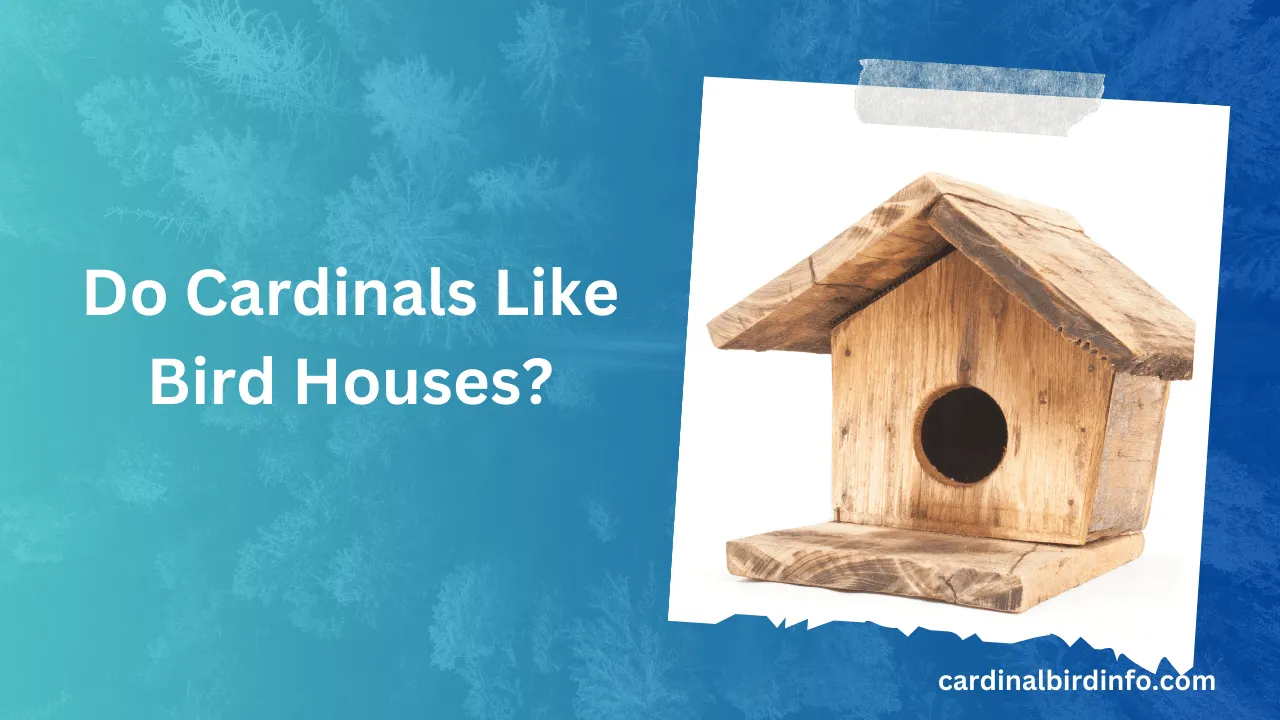 Do Cardinals Like Bird Houses