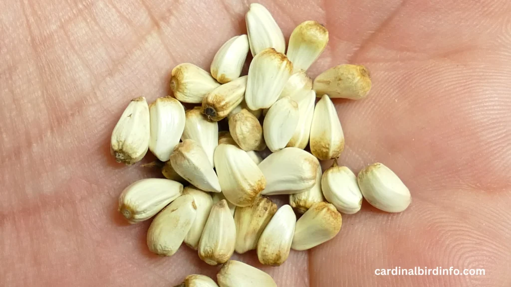 Do Cardinals Like Safflower Seeds? (You Need You)