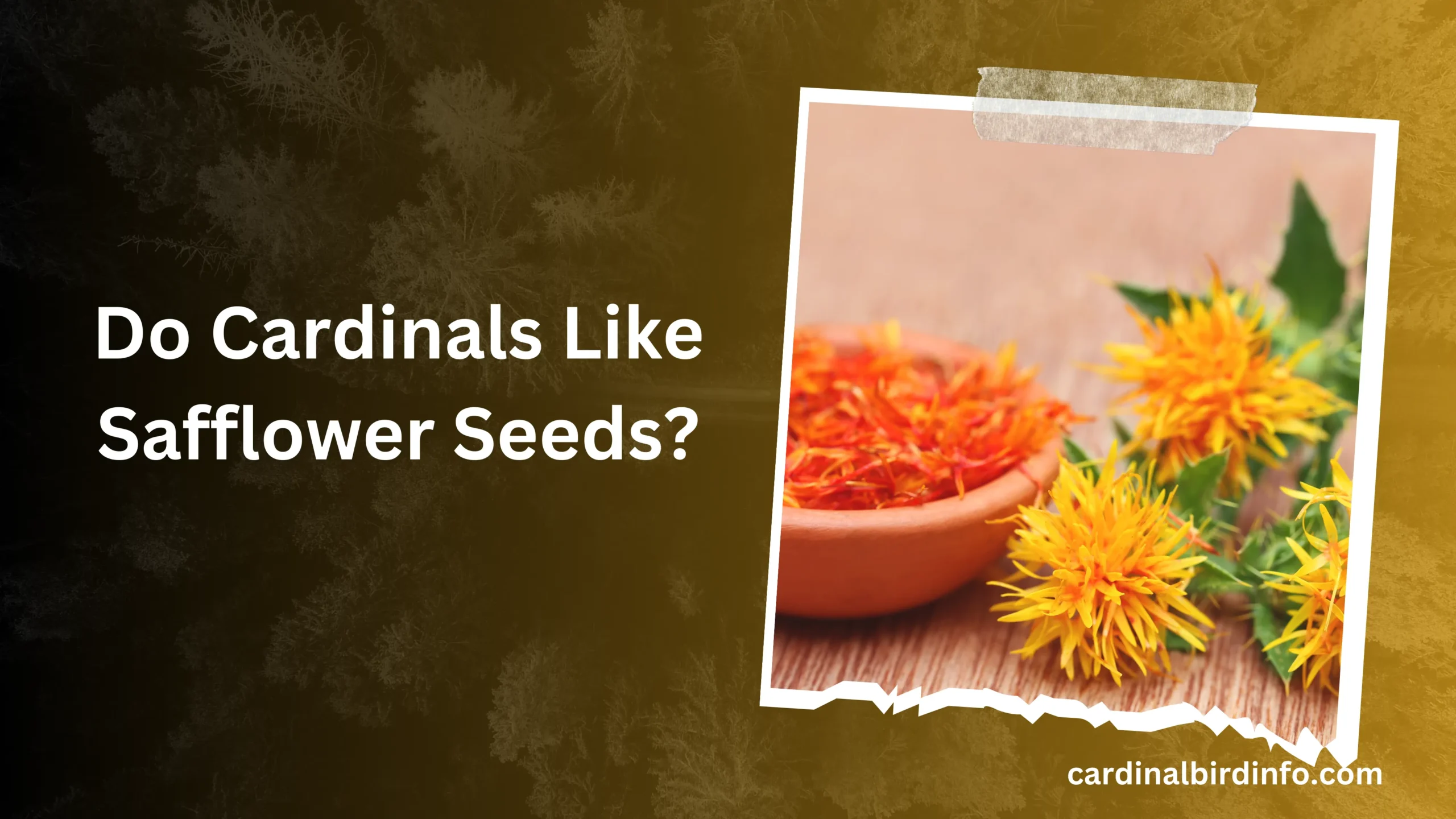 Do Cardinals Like Safflower Seeds