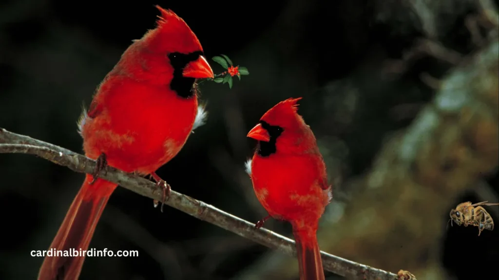 Do cardinals eat bees