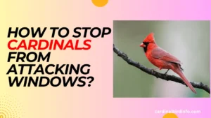 How To Stop Cardinals From Attacking Windows