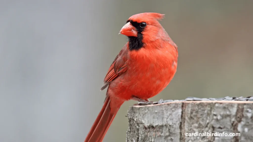 How To Stop Cardinals From Attacking Windows