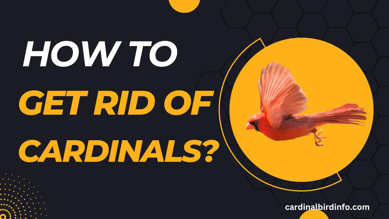 how to get rid of cardinals