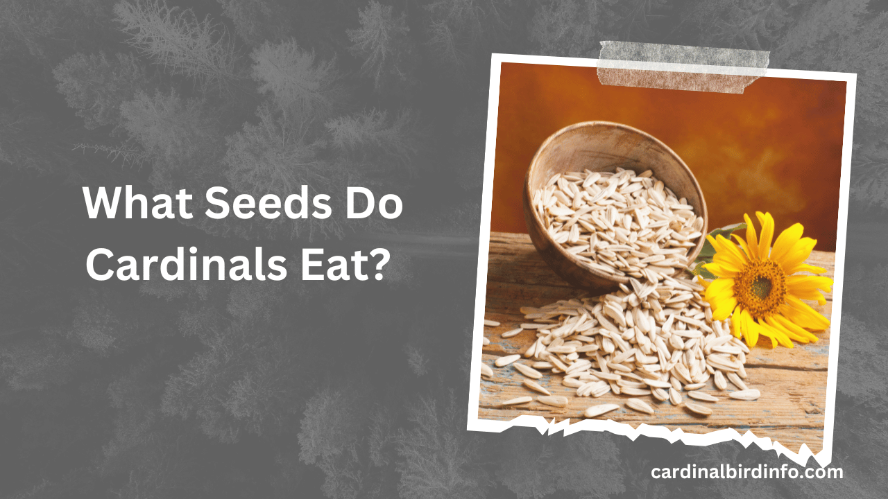 What Seeds Do Cardinals Eat