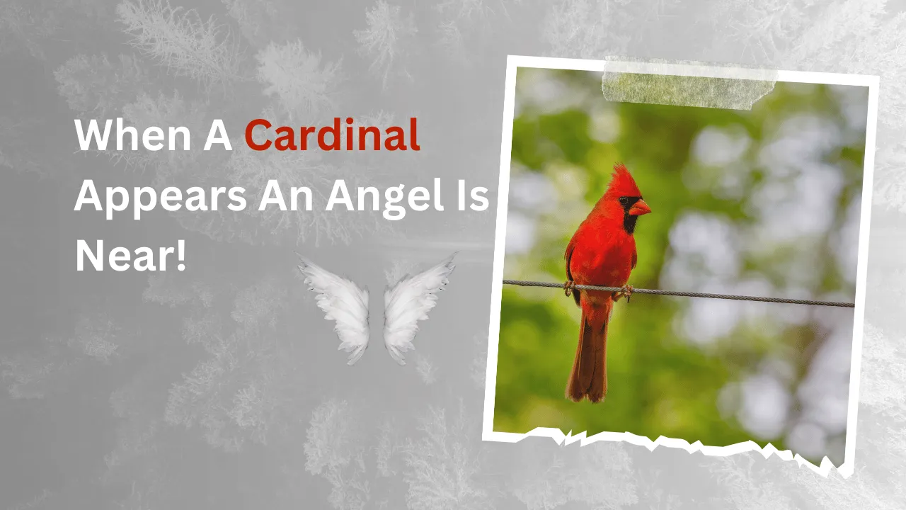 When A Cardinal Appears An Angel Is Near