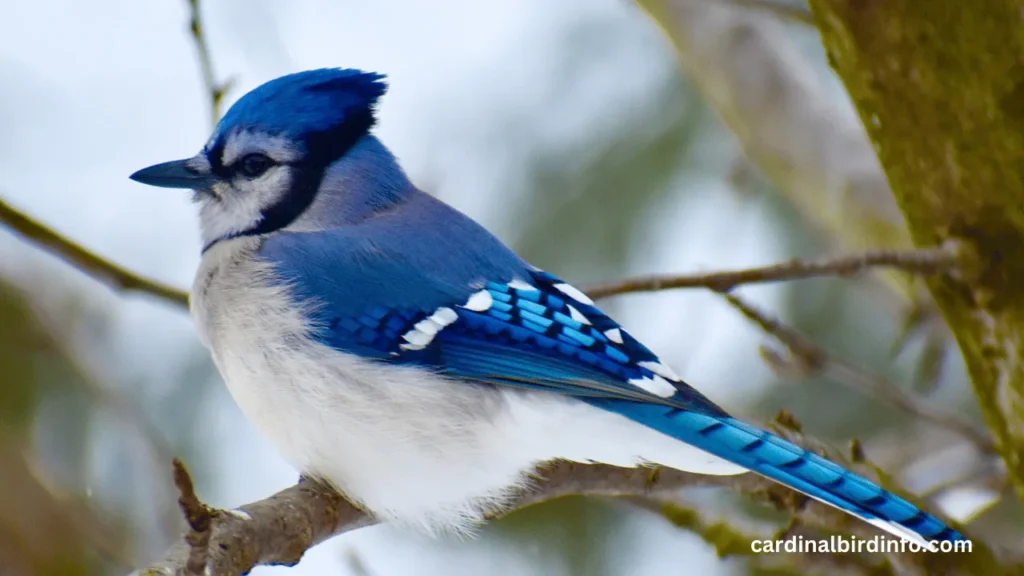 are blue jays and cardinals related