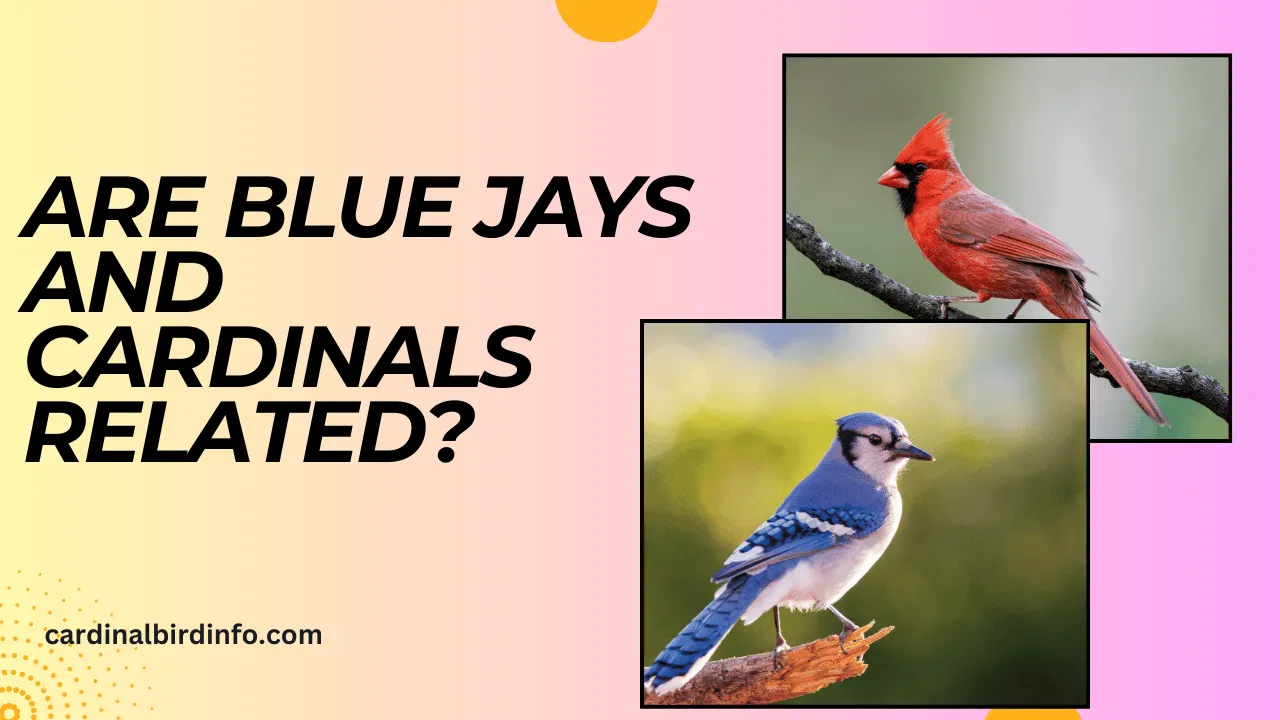 are blue jays and cardinals related