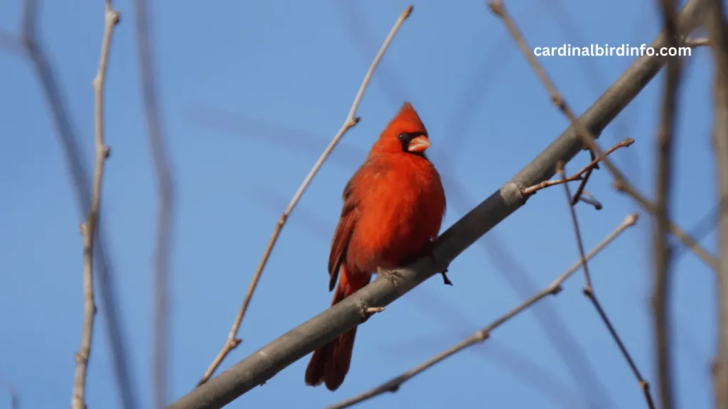 are cardinals aggressive