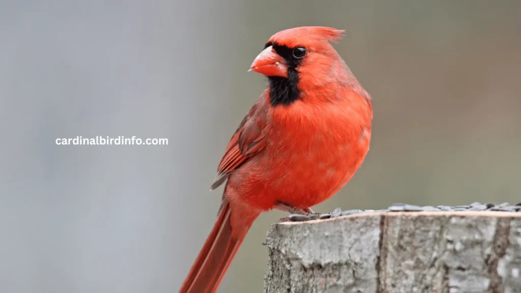 are cardinals aggressive