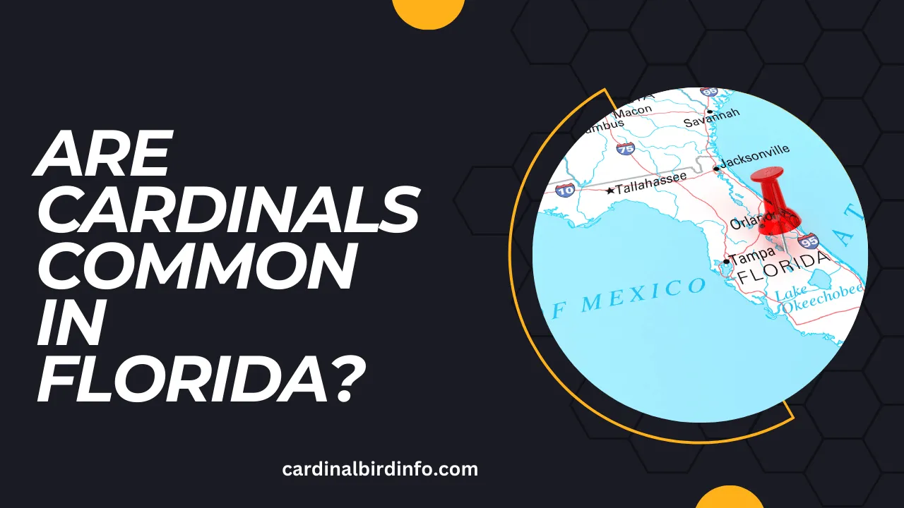 are cardinals common in florida