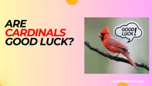 are cardinals good luck