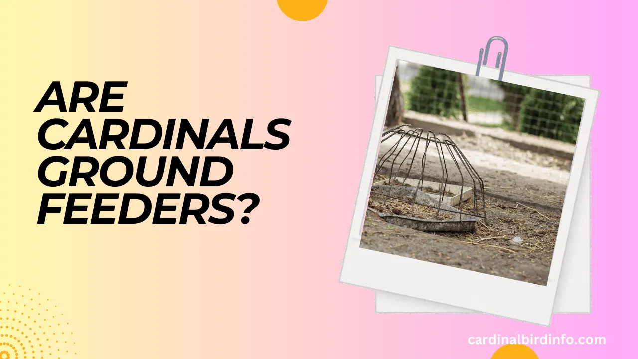 are cardinals ground feeders