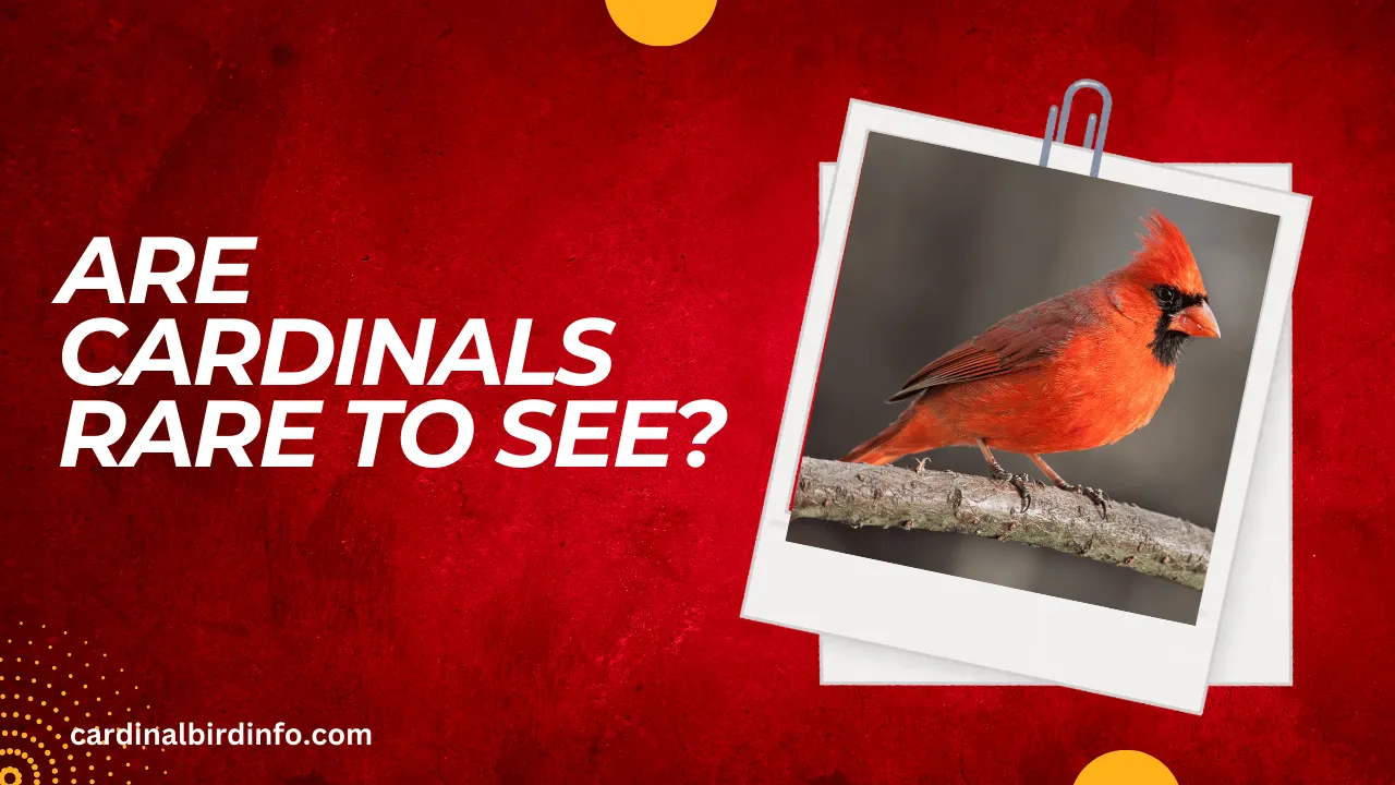 are cardinals rare to see