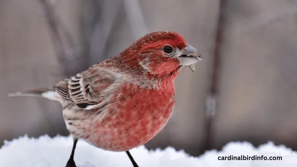 are cardinals related to finches