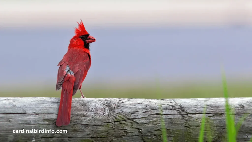 are cardinals related to finches