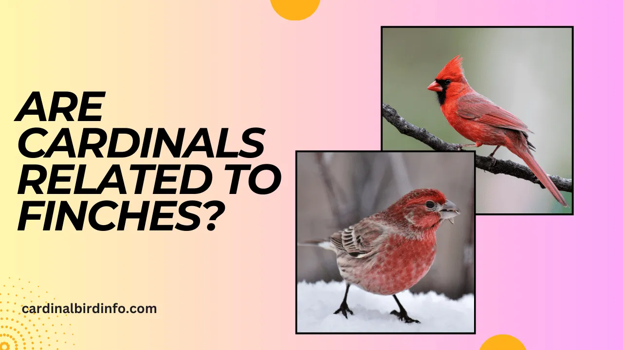 are cardinals related to finches