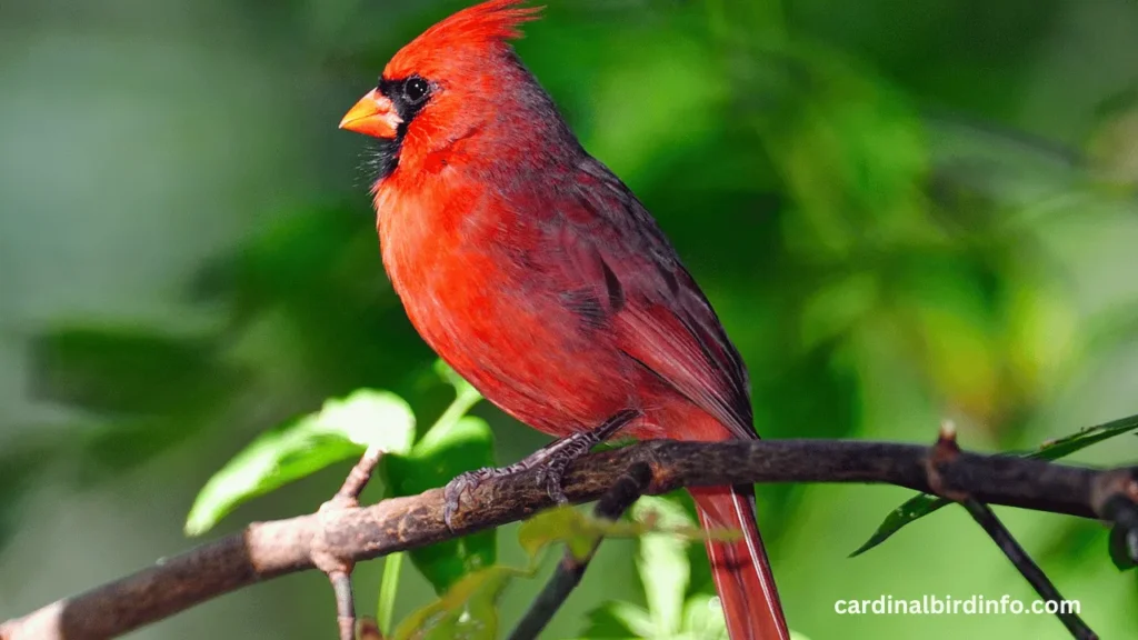  are cardinals smart birds