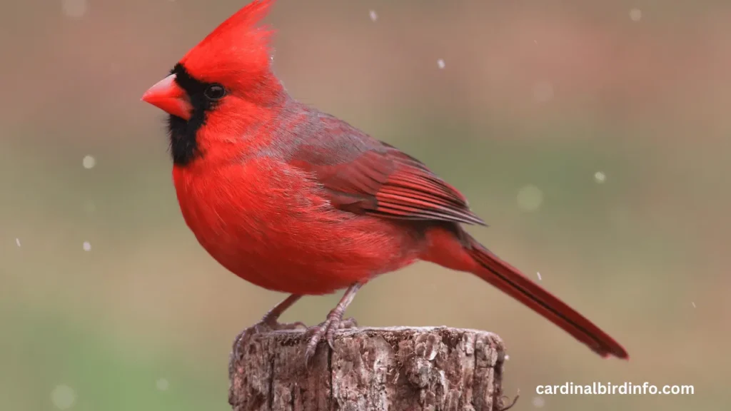  are cardinals smart birds