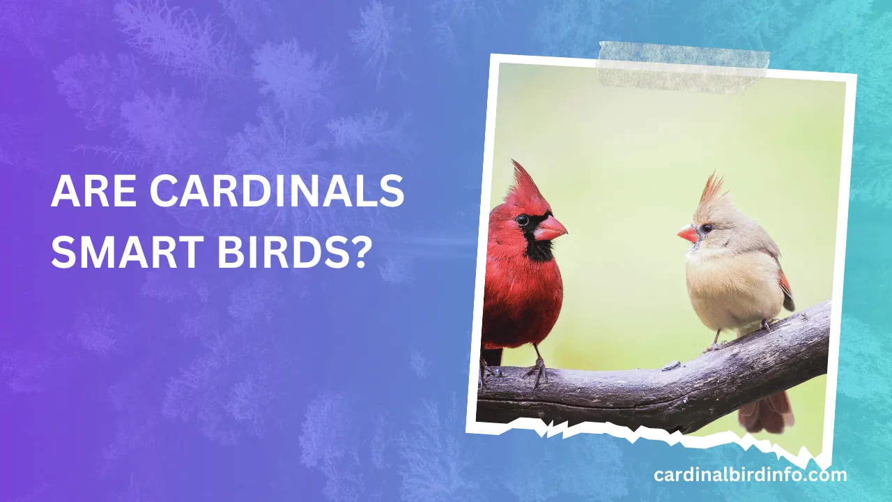 are cardinals smart birds