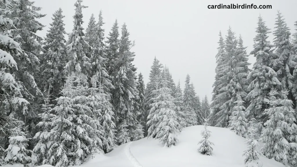 are cardinals winter birds