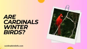 are cardinals winter birds