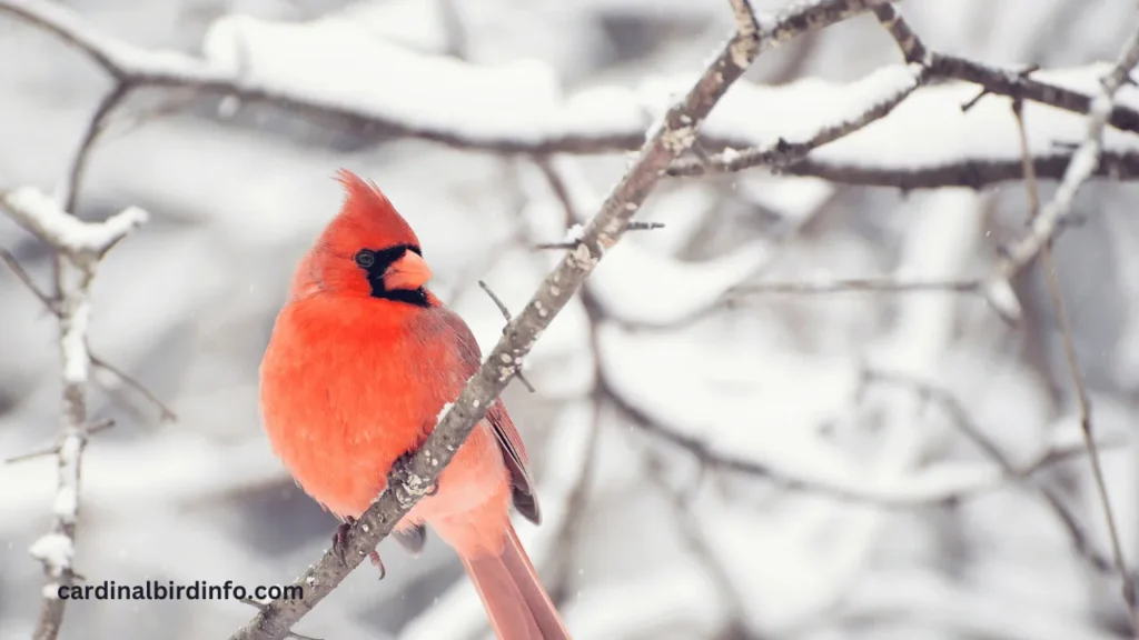 are purple cardinals real