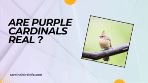 are purple cardinals real