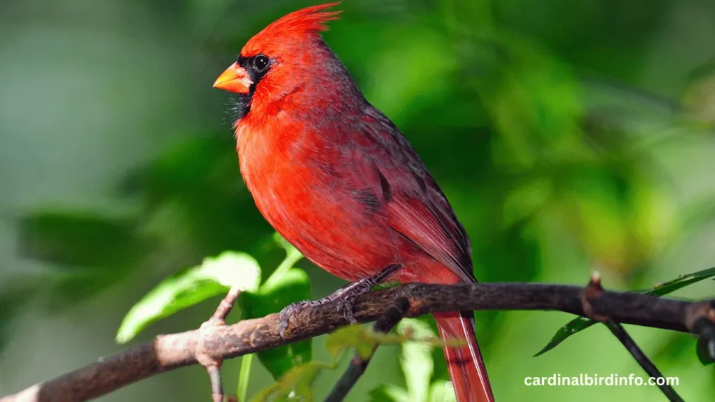 are red cardinals rare