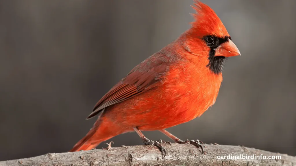 are red cardinals rare