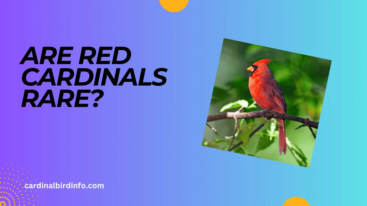 are red cardinals rare