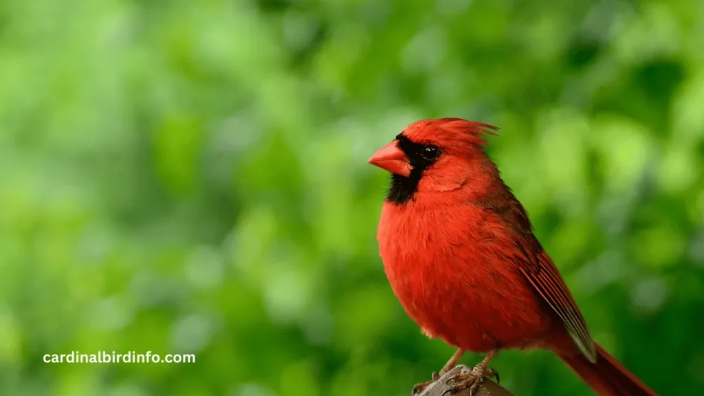 are there green cardinals