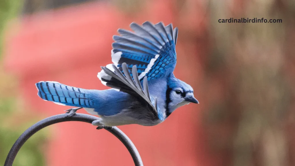 do blue jays and cardinals get along