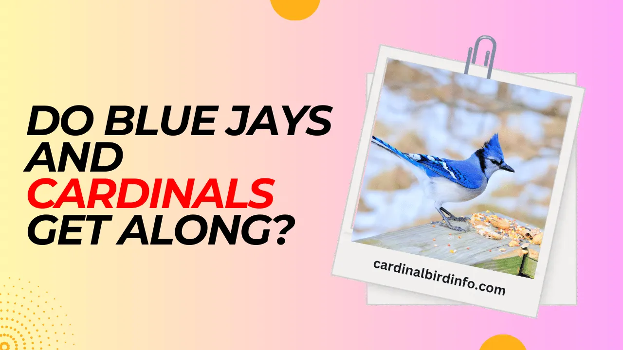 do blue jays and cardinals get along