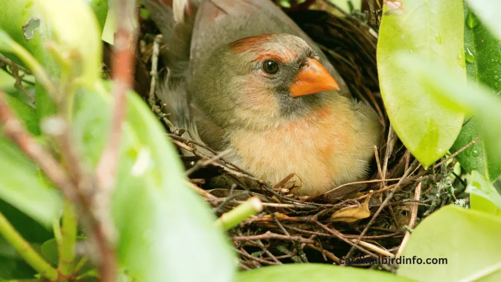 do cardinals build nests