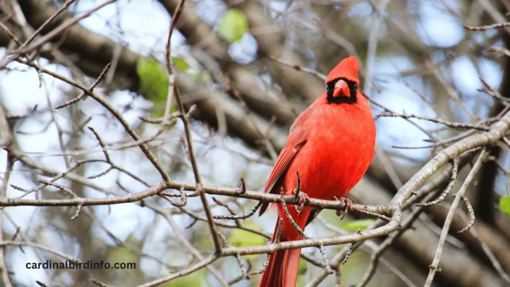 do cardinals build nests