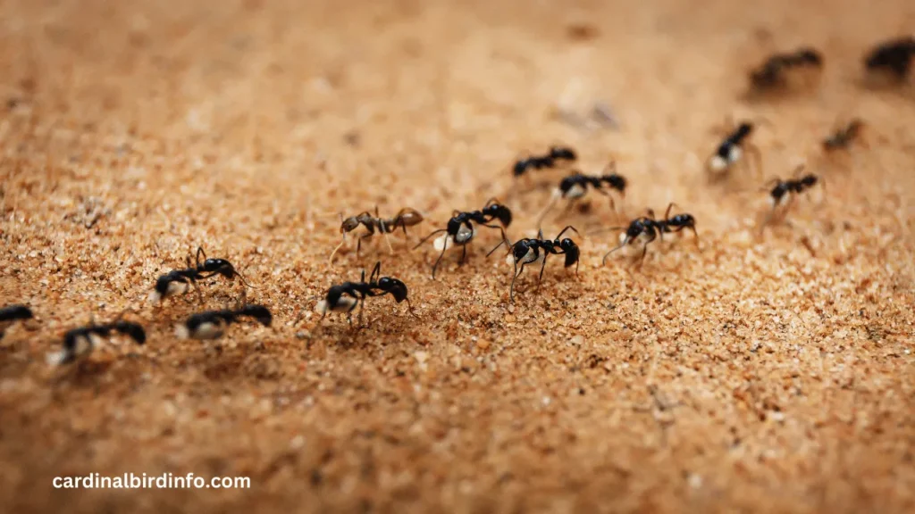 Do Cardinals Eat Ants? (Answered)