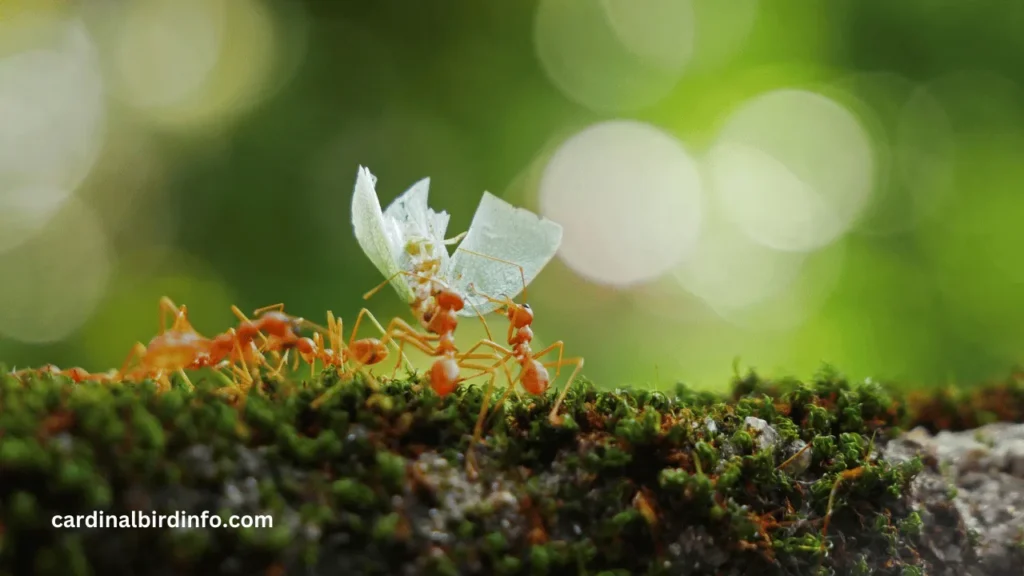 do cardinals eat ants