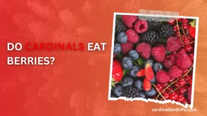 do cardinals eat berries