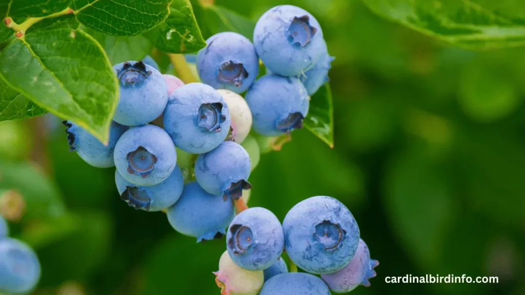 Do Cardinals Eat Blueberries? (Explained)