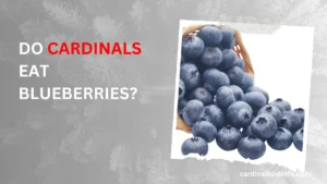 do cardinals eat blueberries