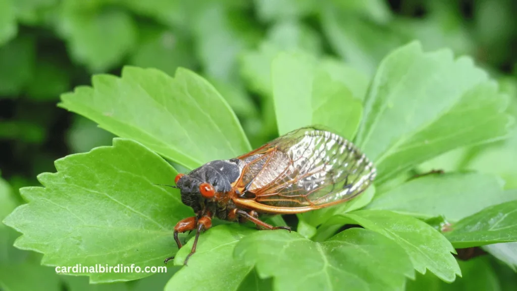 do cardinals eat cicadas