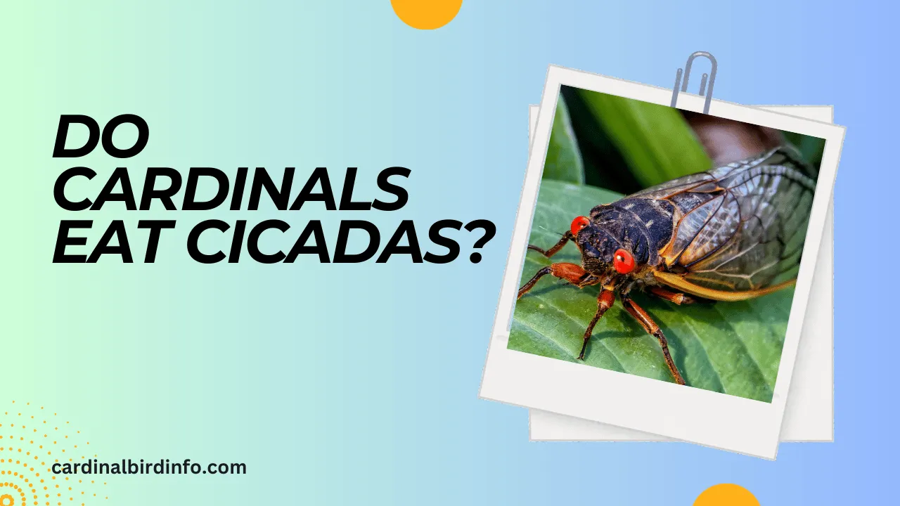 do cardinals eat cicadas